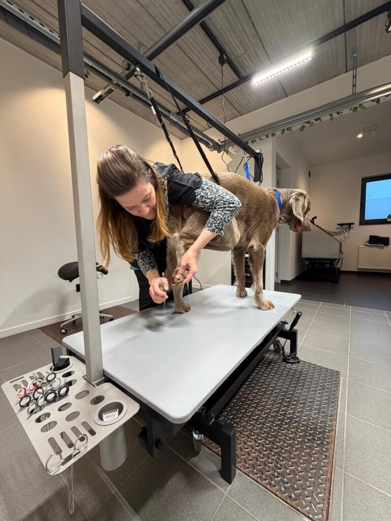 Honden trimsalon Dog spirit Heist-op-den-berg Hallaar 2220